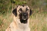KANGAL 119